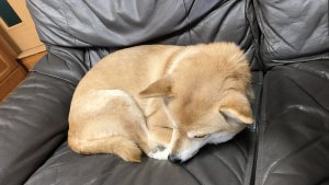 こむぎ生活（ぎふ）