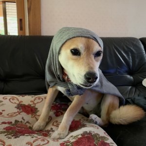 こむぎ生活（手術とカミナリ）