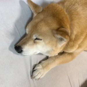 こむぎ生活（虹の橋へ）